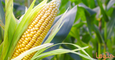 فوائد الذرة الصحية والعناصر الغذائية في الذرة