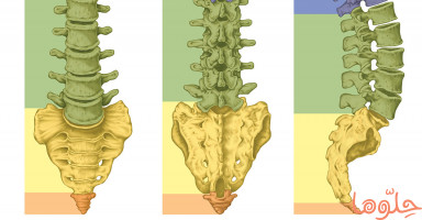 بنية العمود الفقري وأهم الأمراض التي تصيب الفقرات