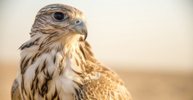 تفسير الصقر في المنام ورمز الصقر في الحلم بالتفصيل