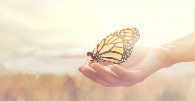 الفراشات في المنام وتفسير حلم الفراشة بالتفصيل